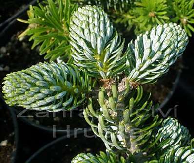 jedle - Abies koreana 'Eis Brecker'