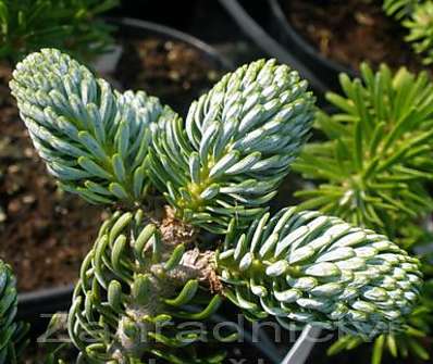 jedle - Abies koreana 'Eis Brecker'