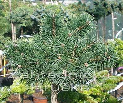 Borovice - Pinus sylvestris 'Skyjack' KM