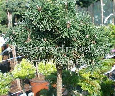 Borovice - Pinus sylvestris 'Skyjack' KM