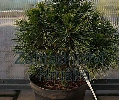 Borovice - Pinus mugo 'Varela'..
