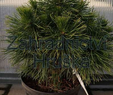 Borovice - Pinus mugo 'Varela'..
