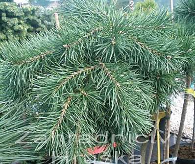 Borovice - Pinus mugo 'Corleys Matt' KM