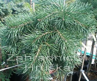 Borovice - Pinus mugo 'Corleys Matt' KM