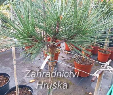 Borovice - Pinus jeffreyi 'Joppi'KM
