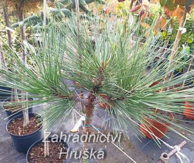 Borovice - Pinus jeffreyi 'Joppi'KM