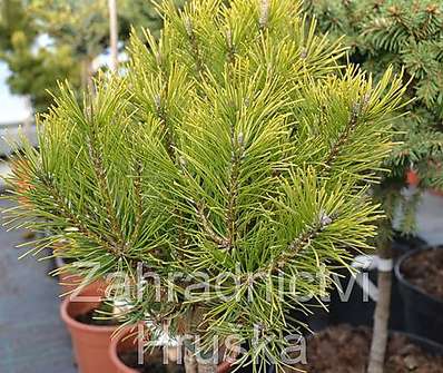 Borovice - Pinus mugo 'Ophir'.KM