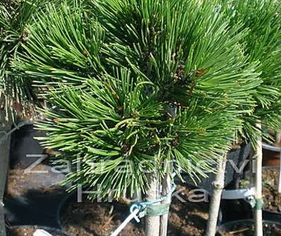 Borovice - Pinus leucodermis 'Schmidtii'.KM