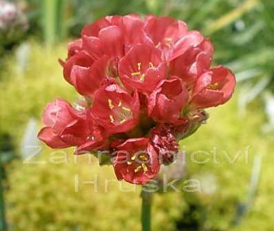 Armeria pseudoarmeria Ballerina Red