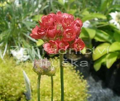 Armeria pseudoarmeria Ballerina Red