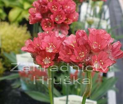 Armeria pseudoarmeria Ballerina Red