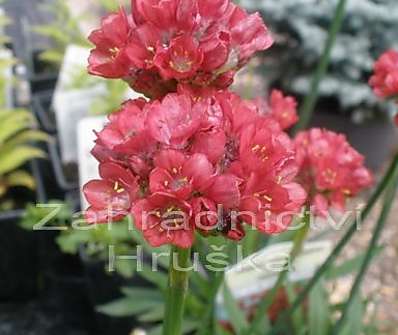 Armeria pseudoarmeria Ballerina Red