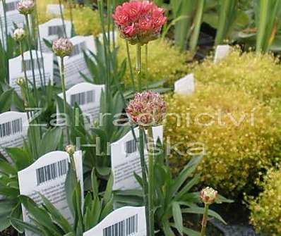 Armeria pseudoarmeria Ballerina Red