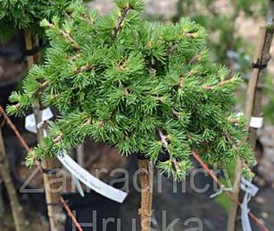 modřín - Larix kaempferi 'Blue Dwarf'. KM