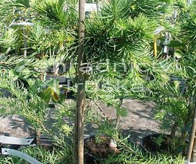 modřín - Larix kaempferi 'Cruwys Morchard'