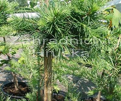 modřín - Larix kaempferi 'Cruwys Morchard'