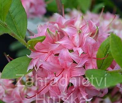 Azalea knaphill 'Homebusch'