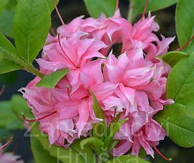 Azalea knaphill 'Homebusch'