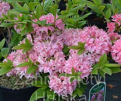 Azalea knaphill 'Homebusch'