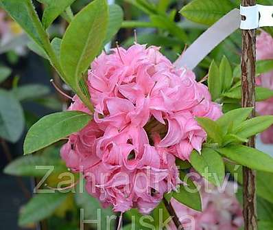 Azalea knaphill 'Homebusch'