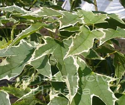 javor - Acer platanoides 'Drumondii'.