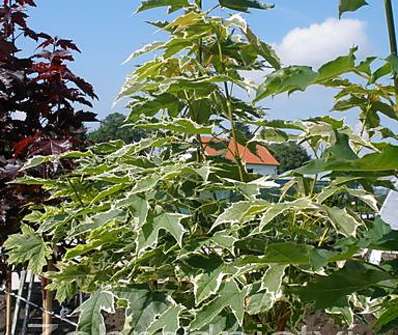 javor - Acer platanoides 'Drumondii'.