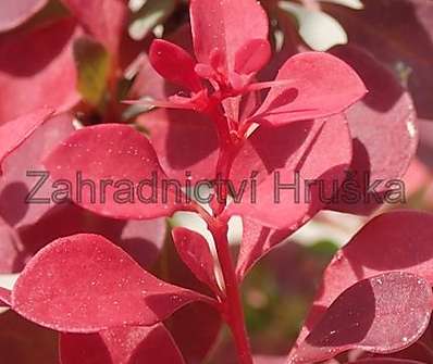 dřišťál - Berberis thunbergii 'Fire Ball'