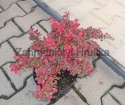 dřišťál - Berberis thunbergii 'Fire Ball'