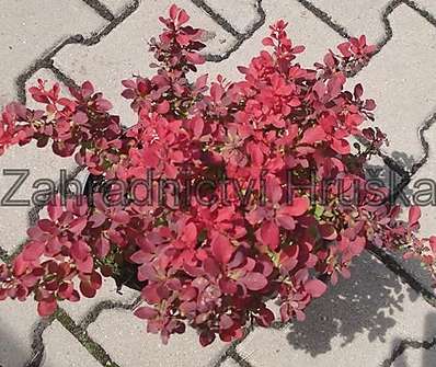 dřišťál - Berberis thunbergii 'Fire Ball'