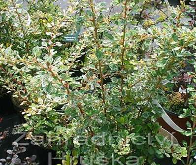 dřišťál - Berberis thunbergii 'Starbust'