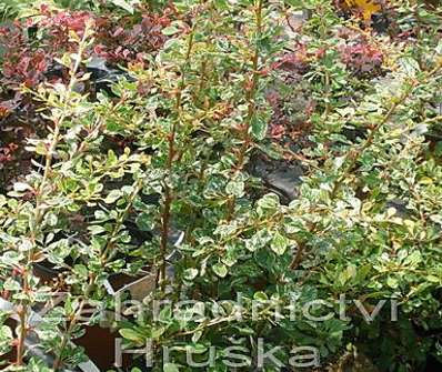 dřišťál - Berberis thunbergii 'Starbust'