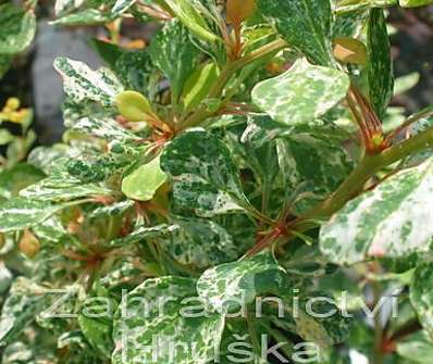 dřišťál - Berberis thunbergii 'Starbust'