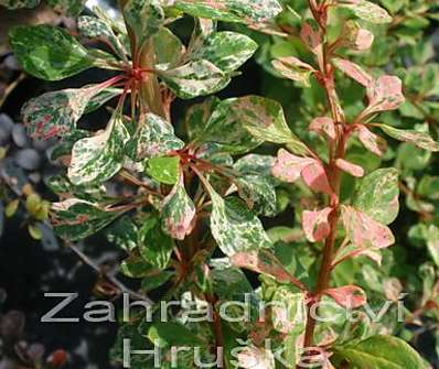 dřišťál - Berberis thunbergii 'Starbust'