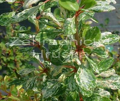 dřišťál - Berberis thunbergii 'Starbust'