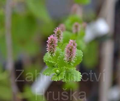 bříza - Betula x Michauxii