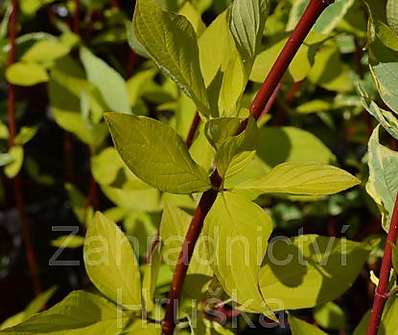 svída - Cornus alba 'Aurea'