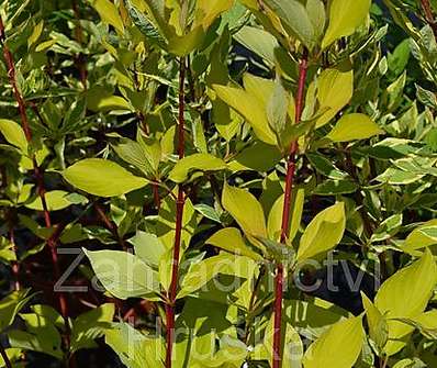 svída - Cornus alba 'Aurea'