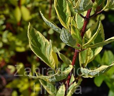 svída - Cornus alba 'Cream Cracker'