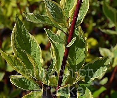 svída - Cornus alba 'Cream Cracker'