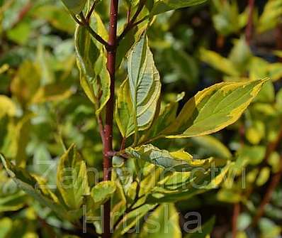 svída - Cornus alba 'Ivory Halo'