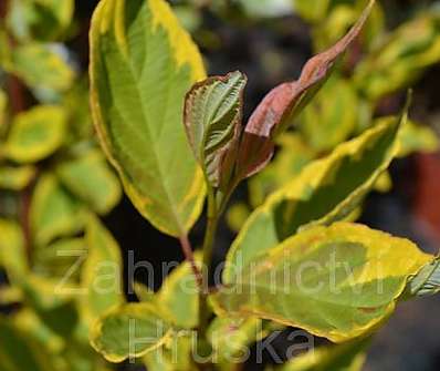 svída - Cornus alba 'Ivory Halo'