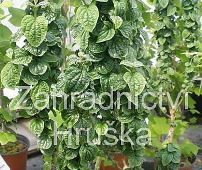 svída - Cornus sanguinea 'Compressa'