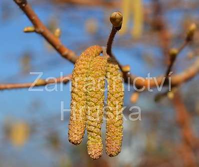 líska - Corylus avellana 'Aurea'