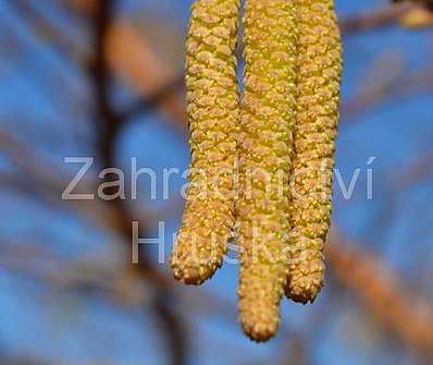 líska - Corylus avellana 'Aurea'