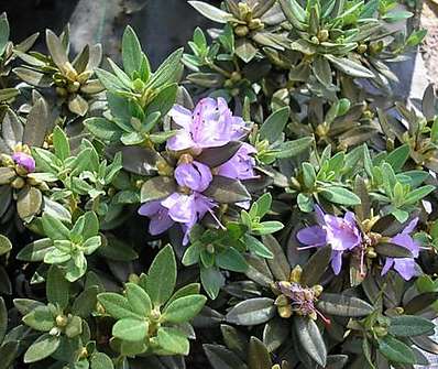 Rhododendron impeditum 'Intrifast'