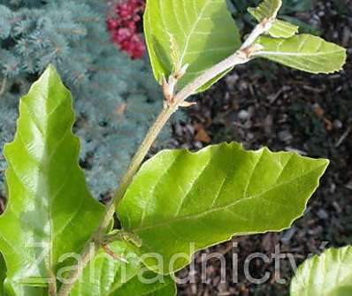 buk - Fagus sylvatica 'Dawyck Gold'