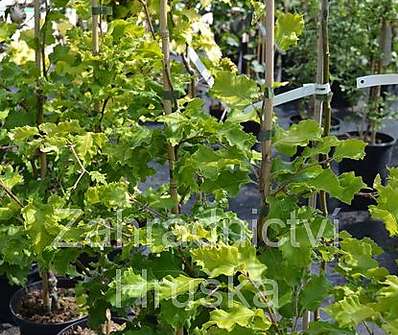 buk - Fagus sylvatica 'Rohan Gold'