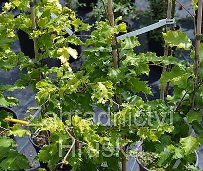 buk - Fagus sylvatica 'Rohan Gold'