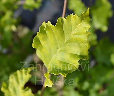 buk - Fagus sylvatica 'Rohan Gold'