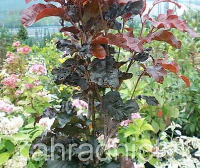 buk - Fagus sylvatica 'Red Obelisk'